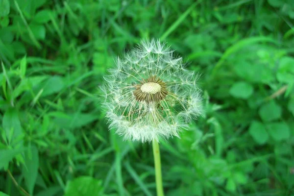 天然のタンポポの花の美しい景色 — ストック写真