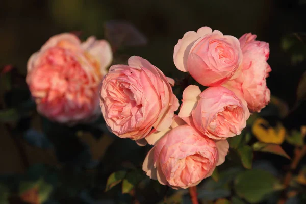 stock image rose flower petals, garden plant