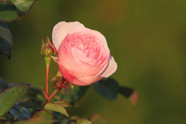 Rosenblüten Gartenpflanze — Stockfoto