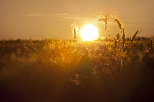 Pšeničné Koření Pole Zapadajícím Sluncem — Stock fotografie