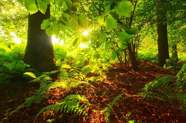 Sunlight Creeping Forest Clear Morning — Stock Photo, Image