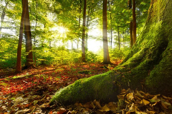 阳光照耀着山毛榉林 前景中的苔藓根引导着图像 — 图库照片