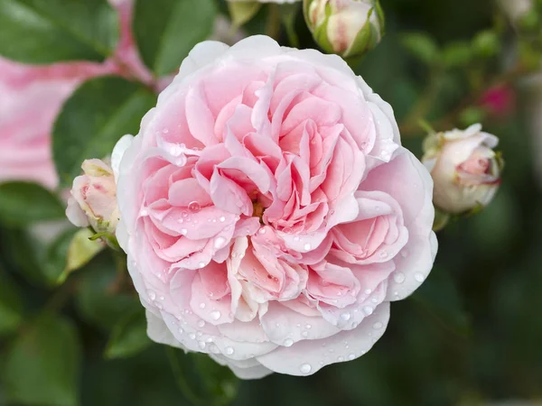Flower Rose Granny Granny Blossom Rose — Stock Photo, Image