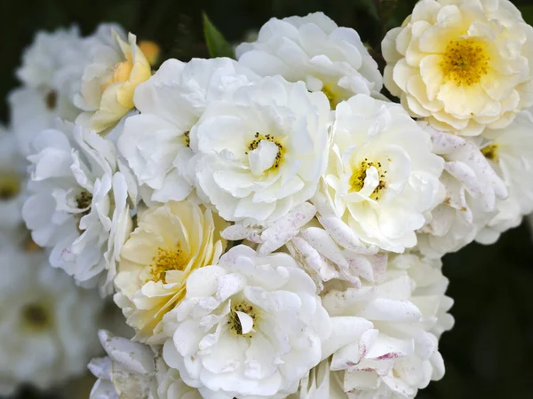 Rose Flower Petals Flora — Stock Photo, Image