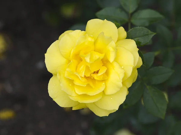 Blume Einer Rose Landora Blüte Einer Rose Landora — Stockfoto