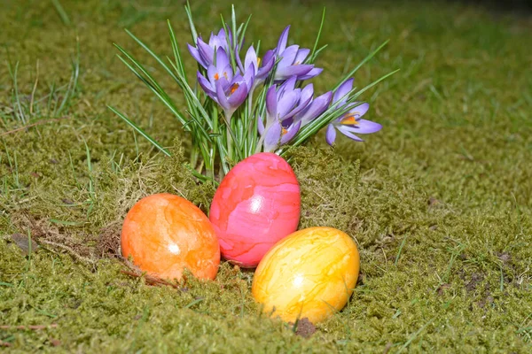 Αυγά Του Πάσχα Και Κρόκοι — Φωτογραφία Αρχείου