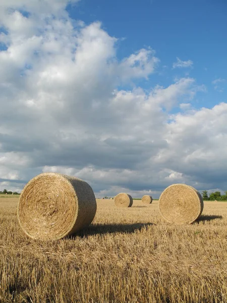 Vista Del Campo Grano Concetto Agricoltura — Foto Stock