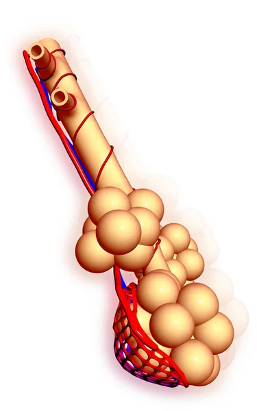色の背景でAlveoliのデジタルイラスト — ストック写真