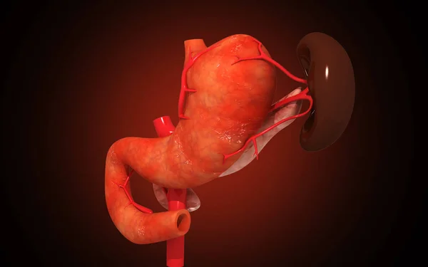 Digital Illustration Pancreas Spleen Colour Background — 图库照片