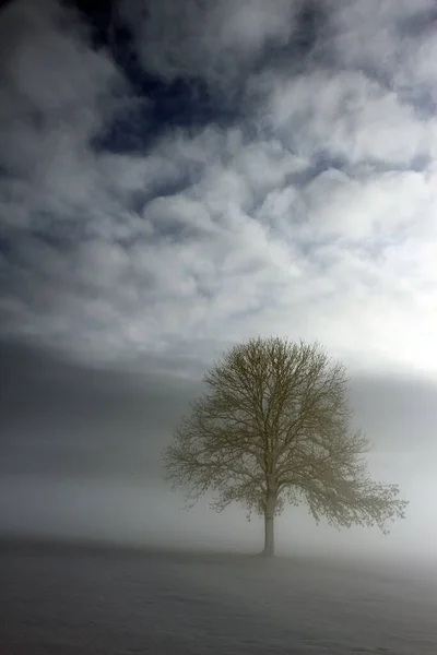 Albero Nella Nebbia Del Mattino — Foto Stock