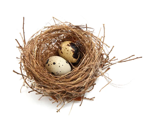 Bird Nest Eieren — Stockfoto