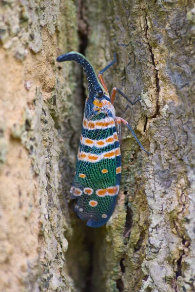 Lanternflies Έντομο Έντομο Ομορφιά Στο Δέντρο Στο Δάσος — Φωτογραφία Αρχείου