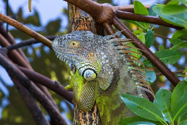 Iguane Sauvage Reptilien Animal — Photo