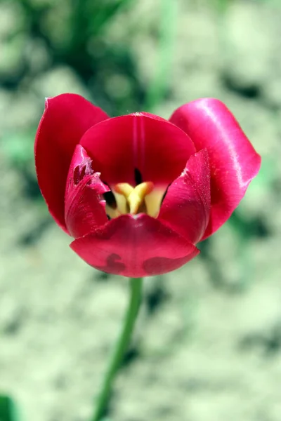 Çiçek Yatak Üzerinde Benzersiz Güzel Kırmızı Lale — Stok fotoğraf