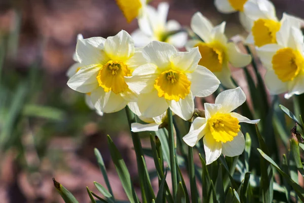 Narciso Flores Amarelas Brilhantes — Fotografia de Stock