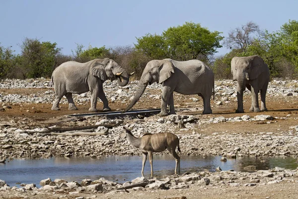 Elefantes Africanos Animais Selvagens — Fotografia de Stock