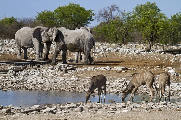 Elefantes Africanos Vida Silvestre —  Fotos de Stock