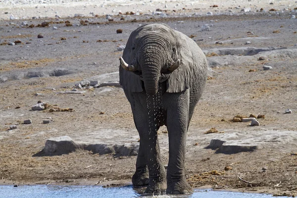 非洲象的野生动物 — 图库照片