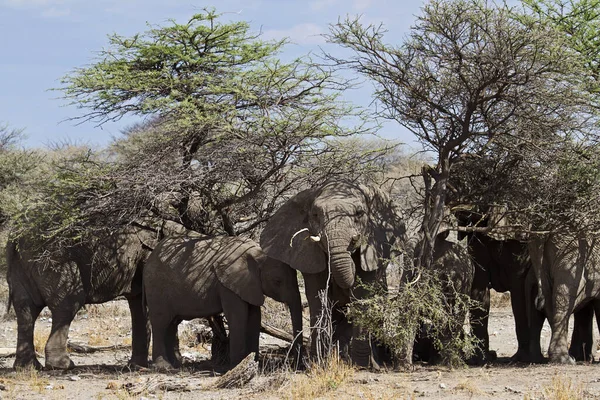 Afrikanska Elefantdjur — Stockfoto