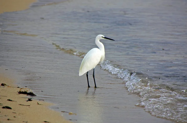 Schilderachtig Uitzicht Zilverreigers Vogels Natuur — Stockfoto