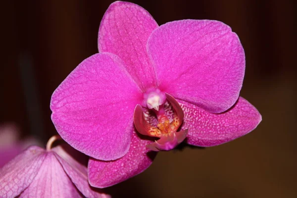 Primavera Orquídea Flores Flor — Fotografia de Stock