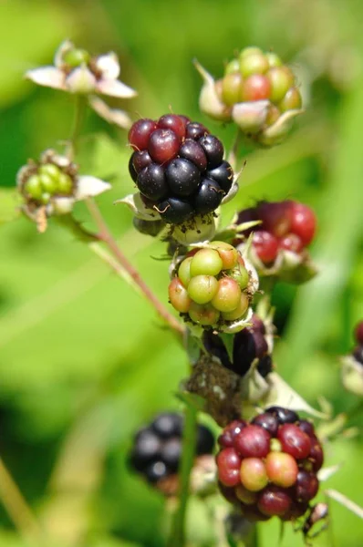 Rote Und Schwarze Brombeeren Lat Rubus Auf Dem Busch Sommer — Stockfoto