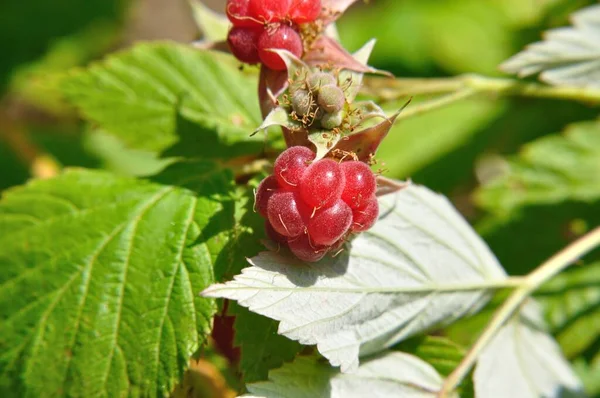 Rode Zwarte Bramen Lat Rubus Struik Zomer — Stockfoto