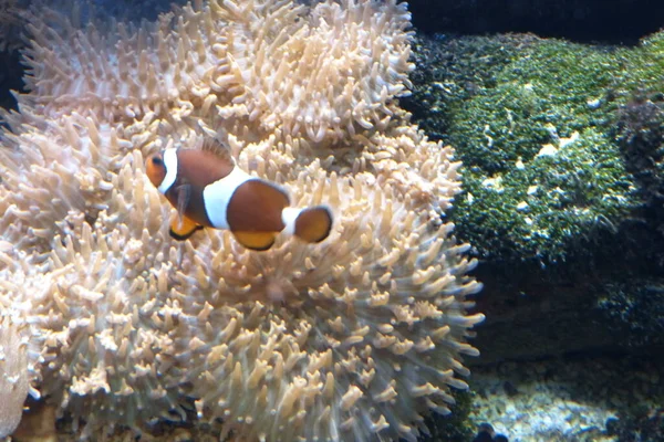 Clownfisch Meer Unter Wasser — Stockfoto