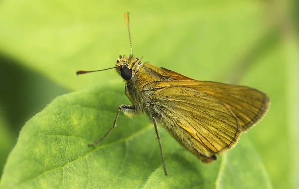 Close Bug Natureza Selvagem — Fotografia de Stock