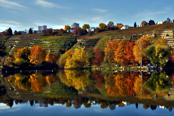 Осень Озере Винограднике — стоковое фото
