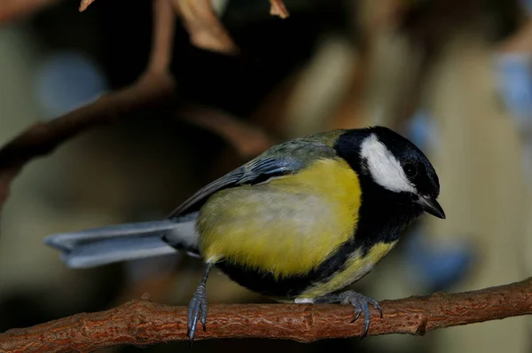 Vista Panorámica Hermoso Pájaro Titmouse —  Fotos de Stock