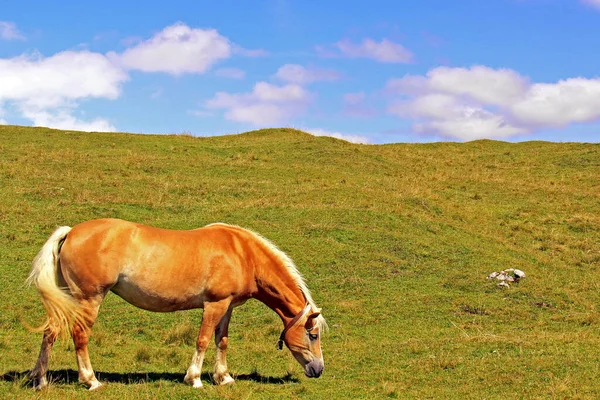 Koń Hodowlany Haflinger Zwierzę Avelignese — Zdjęcie stockowe