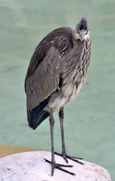 自然の中でのヘロン鳥の景観 — ストック写真