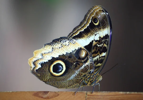 Nahaufnahme Exotischer Schmetterlinge Wildniskonzept — Stockfoto