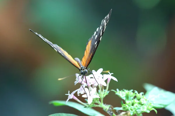 Метелик Сидить Квітці — стокове фото
