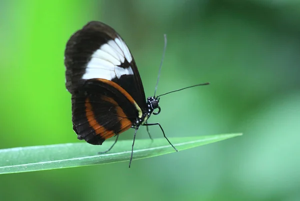 Закрытие Экзотической Бабочки Концепция Дикой Природы — стоковое фото