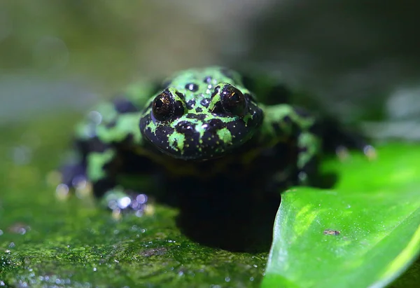 Zielona Żaba Zwierzę Płazów Fauna — Zdjęcie stockowe