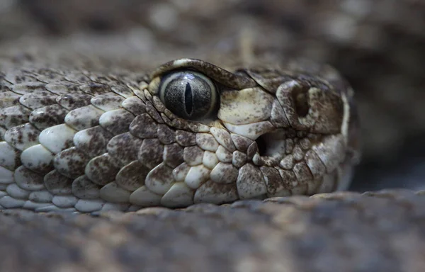 Gefährliche Schlange Fleischfressendes Reptil — Stockfoto