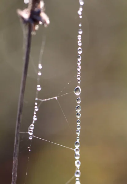 Spider Web Water Drops — Stock Photo, Image