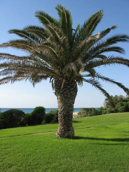 Palm Trees Park — Stock Photo, Image
