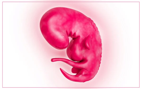 Digitale Darstellung Des Embryos Farbigen Hintergrund — Stockfoto