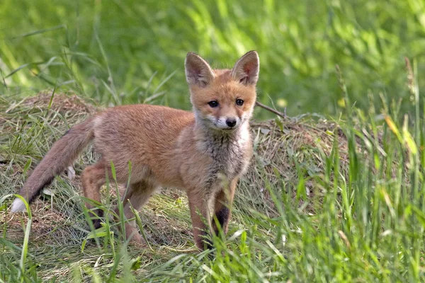 Jeune Renard Dans Clairière — Photo