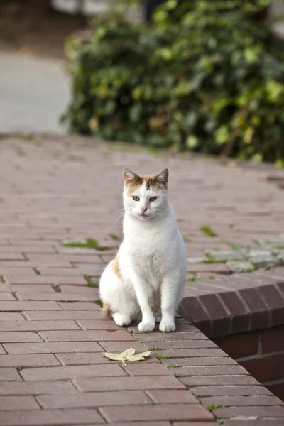 Animali Diversi Attenzione Selettiva — Foto Stock