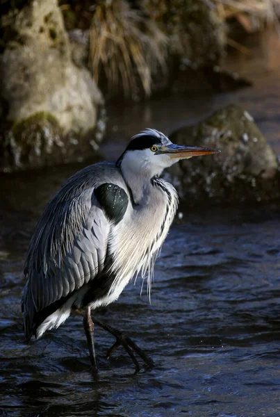 Graureiher Ardea Cinerea — Stockfoto