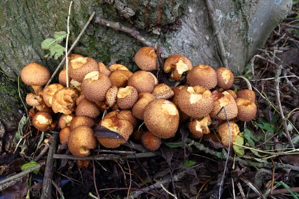 Funghi Crescita Flora Fungina Botanica — Foto Stock