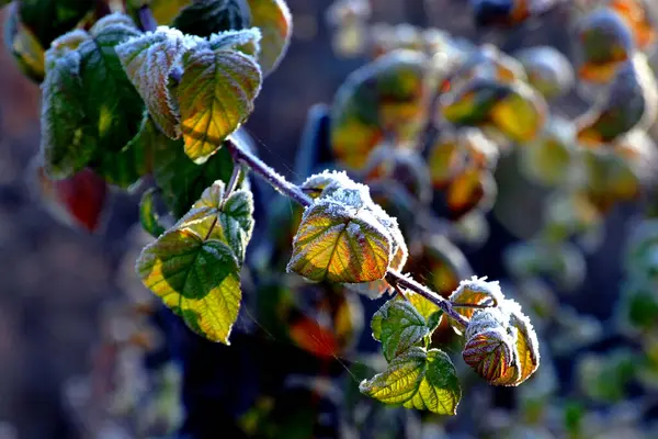 Hoarfrost Arbusto Frambuesa —  Fotos de Stock