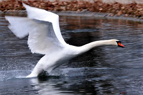 Swan Attack — стоковое фото
