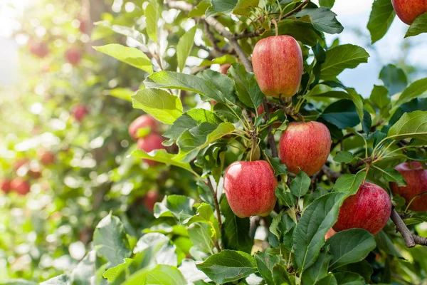 Red Gala Apples Hanging Smooth Autumn Afternoon Light — Stock Photo, Image