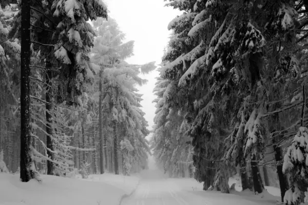 Bosque Invierno Con Árboles Bosque Cubierto Nieve Paisaje — Foto de Stock