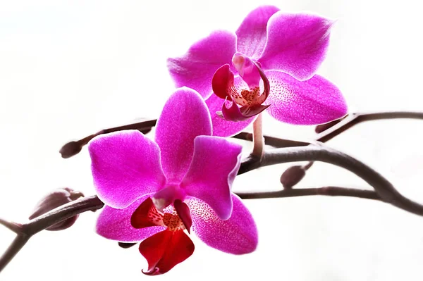 Fleur Orchidée Pétales Beauté Flore — Photo